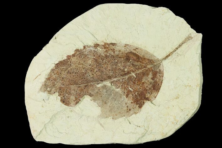 Miocene Fossil Leaf (Populus) - Augsburg, Germany #139270
